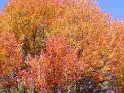 Mature Maple in Fall