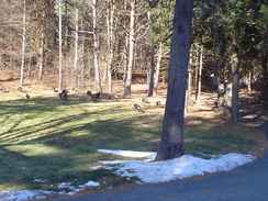 As many as 50 wild turkeys